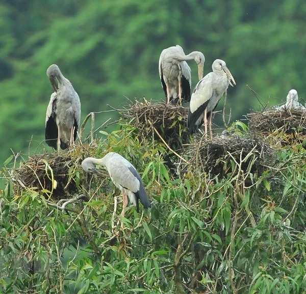 Thung Nham Bird Park