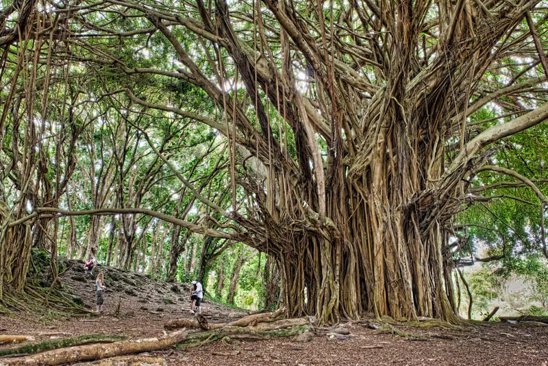 The ancient banyan tree