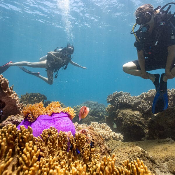 Scuba diving to see coral is one of the most popular activities among tourists 