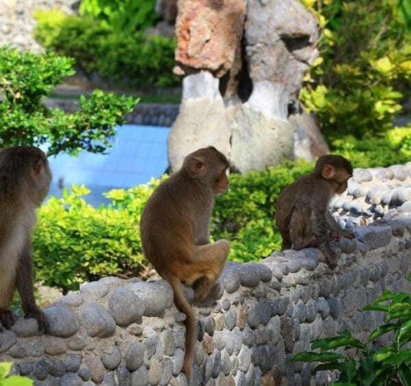 Monkey Island Nha Trang