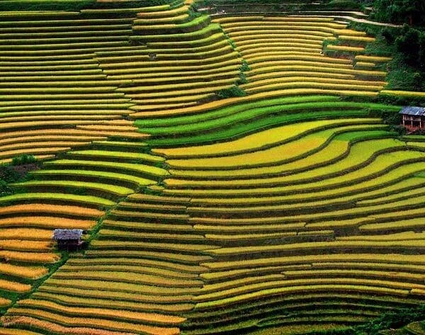 The terraced rice fields