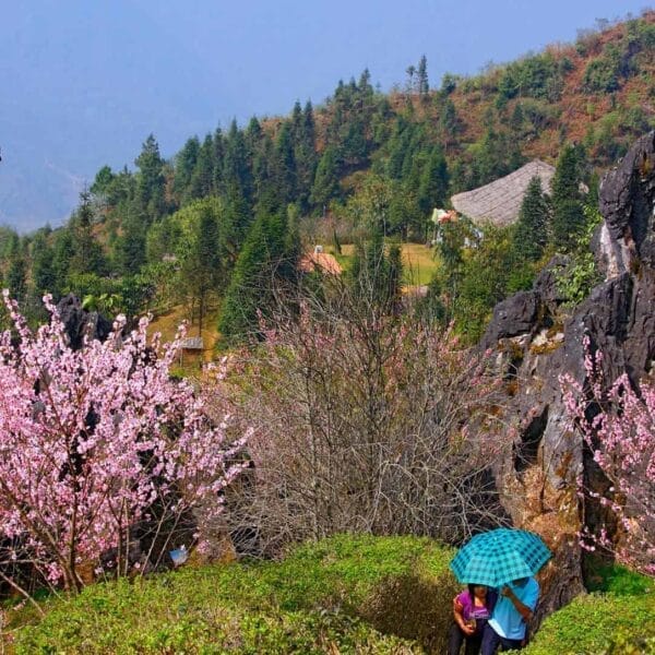 Sapa in Spring