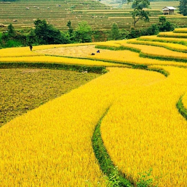 Golden rice fields in full bloom