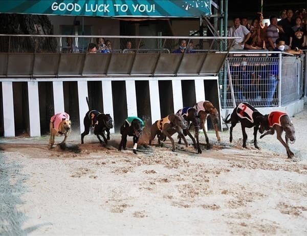 Dog Race