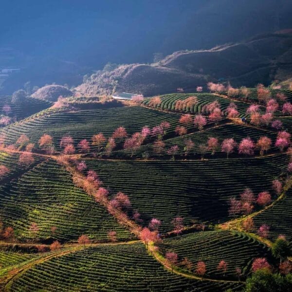 Sapa in the spring