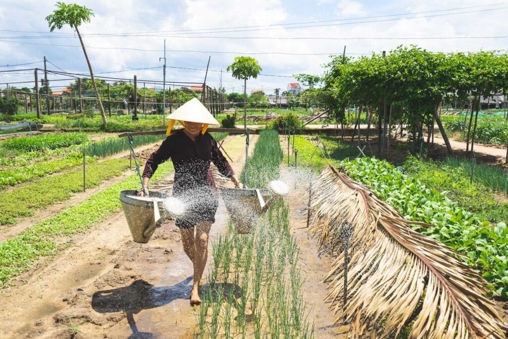 watering garden at Tra Que Herb village, Hoi An