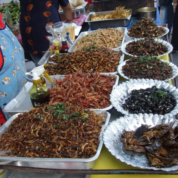 Taste the fried insects