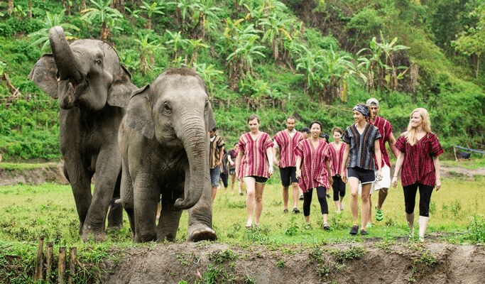 Tourists begin their experiences with elephants