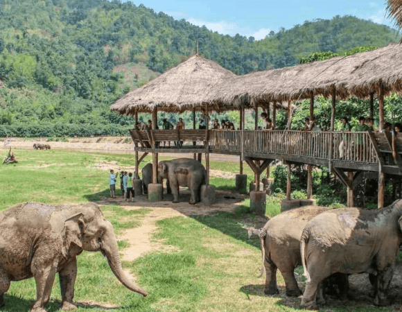 Elephant Nature Park: A meaningful journey into elephant conservation