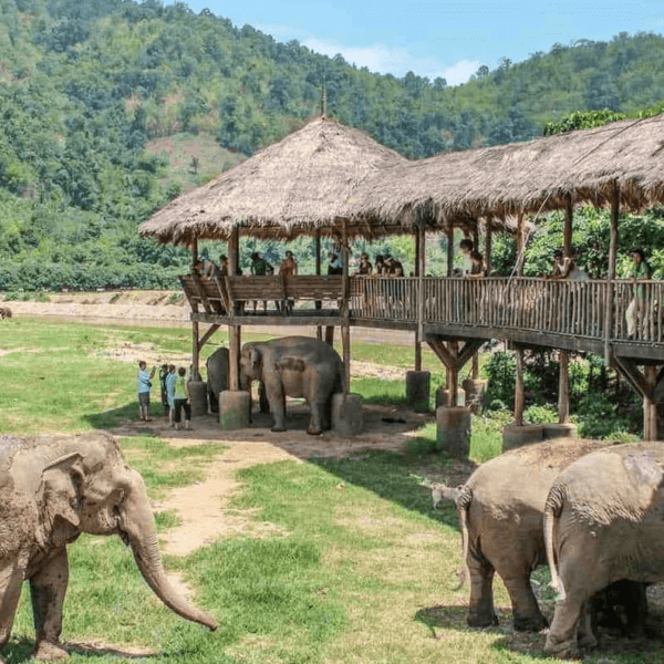 Elephant Nature Park: A meaningful journey into elephant conservation