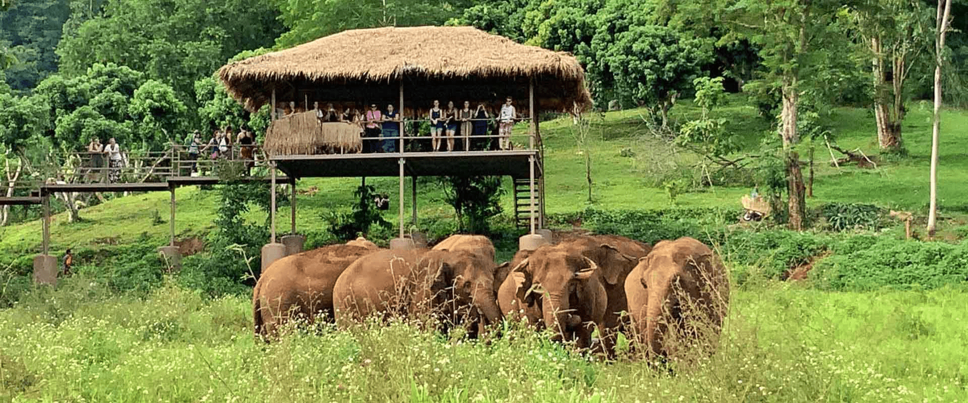 Overview of Elephant Nature Park