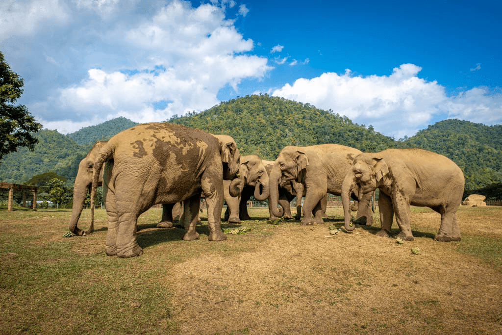 Rescue and care for elephants