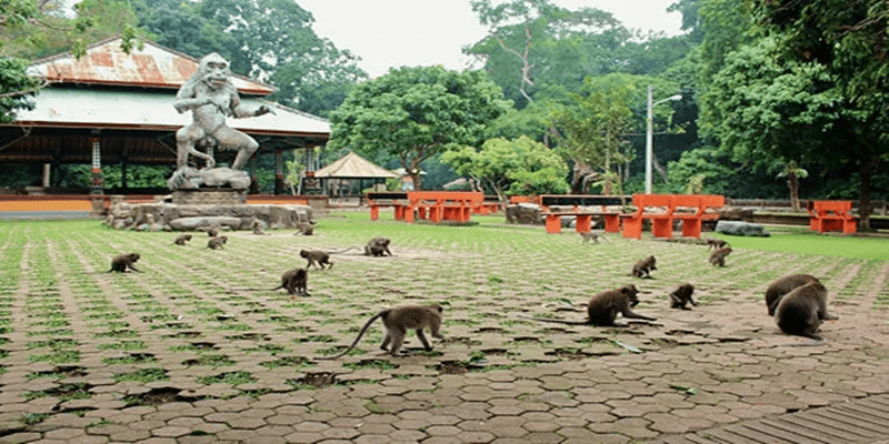 Alas Kedaton Monkey Forest