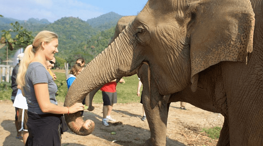 International tourists take photos with elephants at Chiang Mai Elephant Park