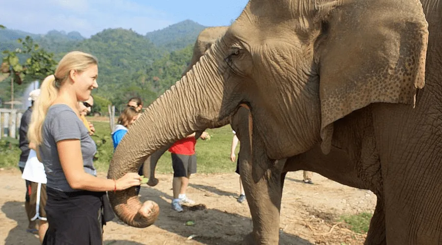 International tourists take photos with elephants at Chiang Mai Elephant Park