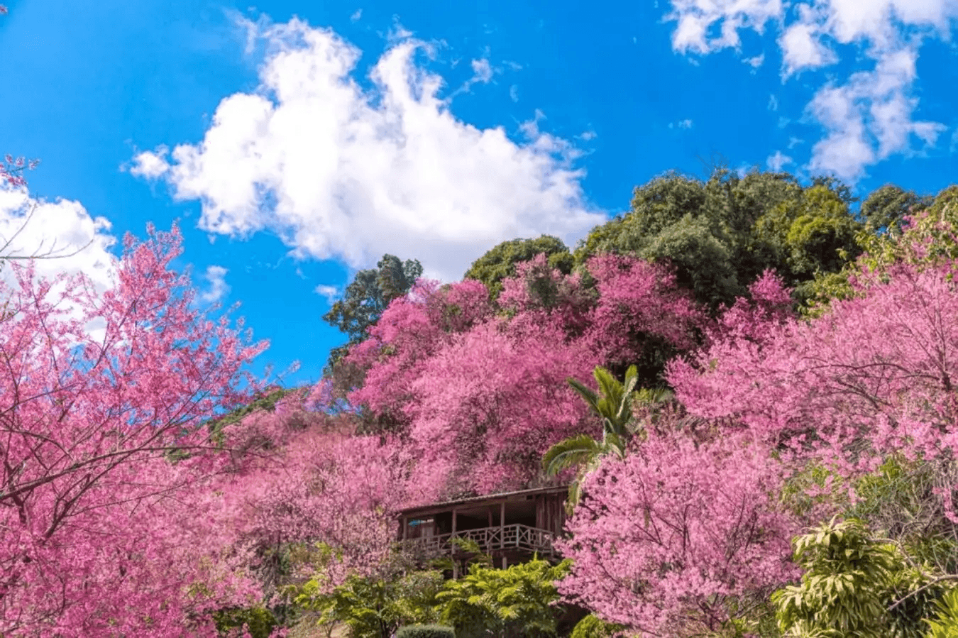 Peach blossoms bloom in Chiang Mai in January - February