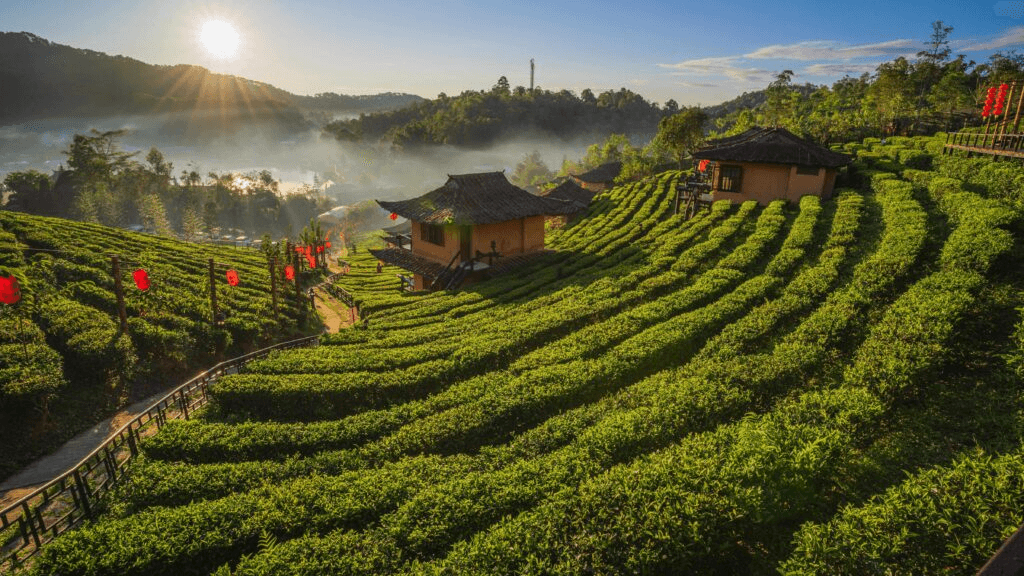 The green beauty of trees and grass in Chiang Mai in August