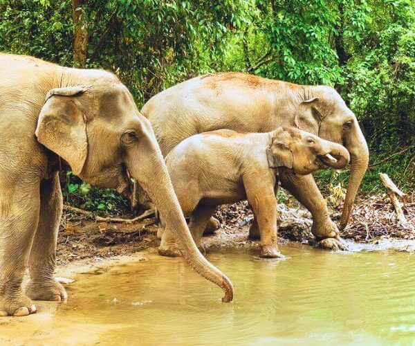 Happy-Elephant-Home-Sanctuary-Chiang-Mai