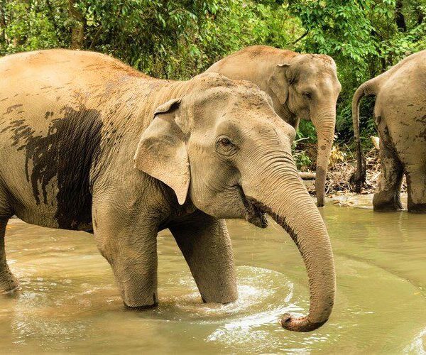 Spend-a-memorable-day-with-rescued-elephants-near-Chiang-Mai