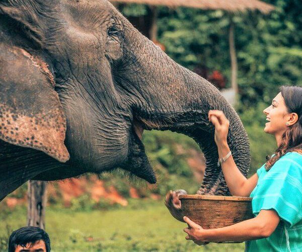 Spend-the-day-with-rescued-elephants-in-the-mountains-of-Chiang-Mai